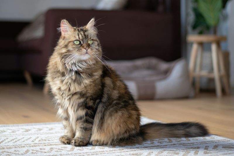 Slik skaper du et trygt og spennende hjem for katten din